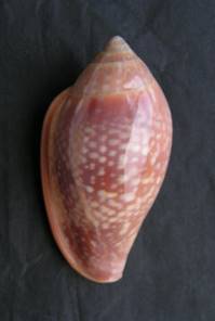 http://www.pseudospecie.it/pseudoglabella_file/PICT0006.JPG