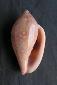 http://www.pseudospecie.it/pseudoglabella_file/PICT0007.JPG