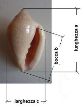 http://www.pseudospecie.it/pseudoglabella_file/image001.jpg