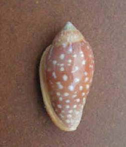 http://www.pseudospecie.it/Guida_file/Pict0002.jpg