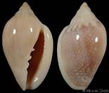 Marginella (Marginella) irrorata