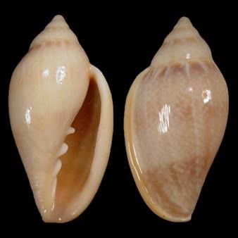 Gm elongata