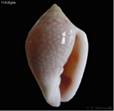 pseudoirrorata
