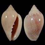 marginellairrorata27ws