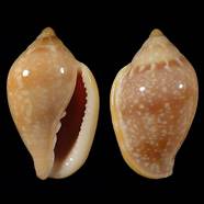 marginellaglabella34ws